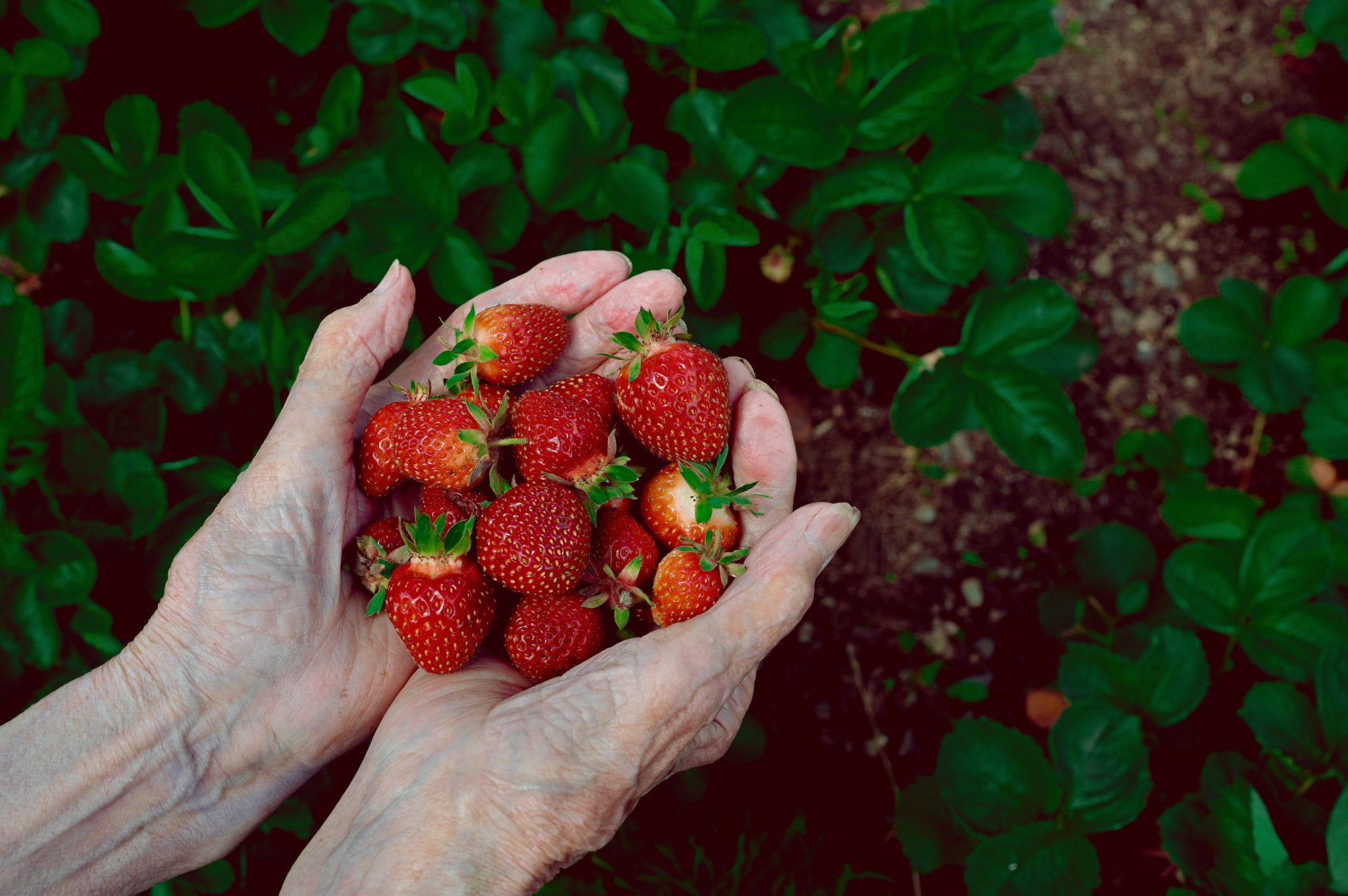Activiteiten voor mensen met dementie tuinieren aardbeien